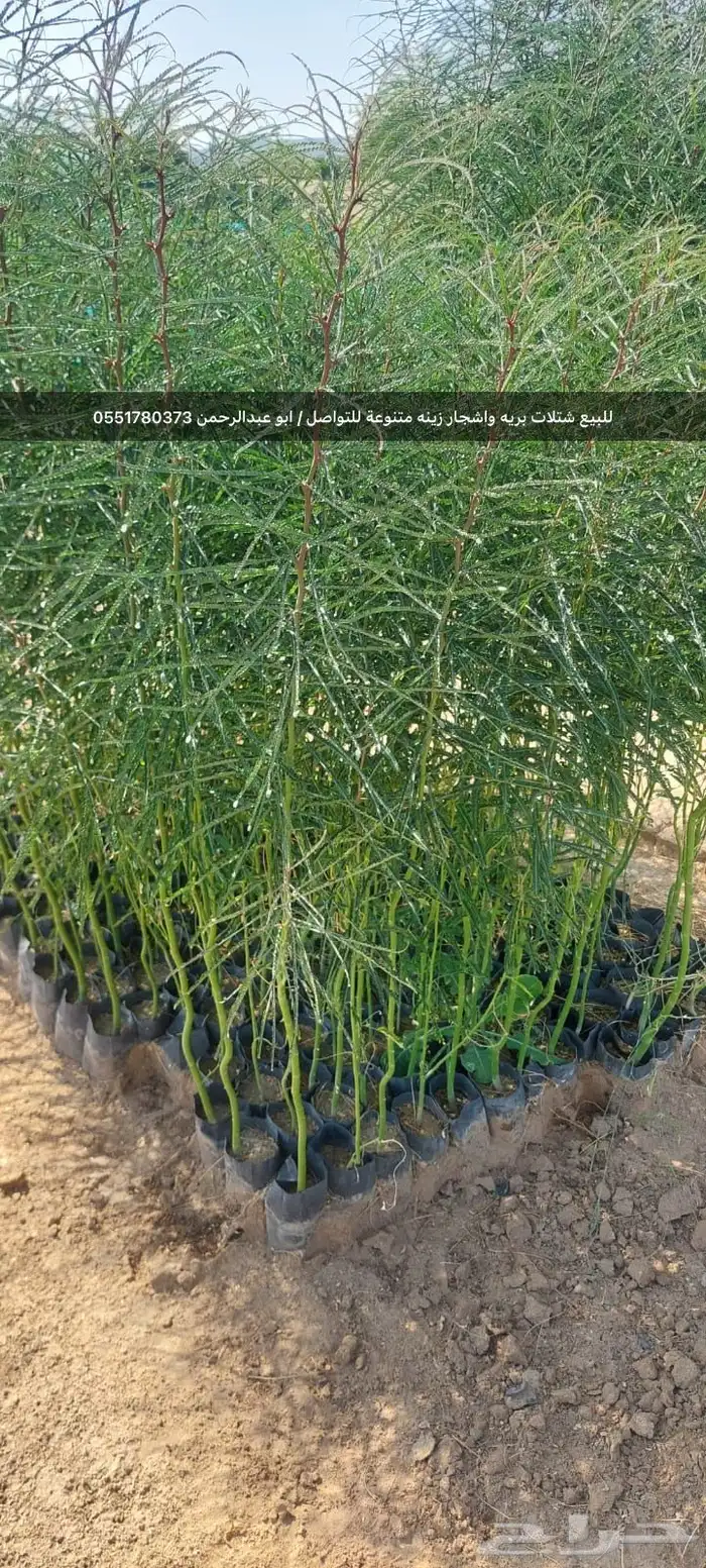 شتلات رمث للبيع 31