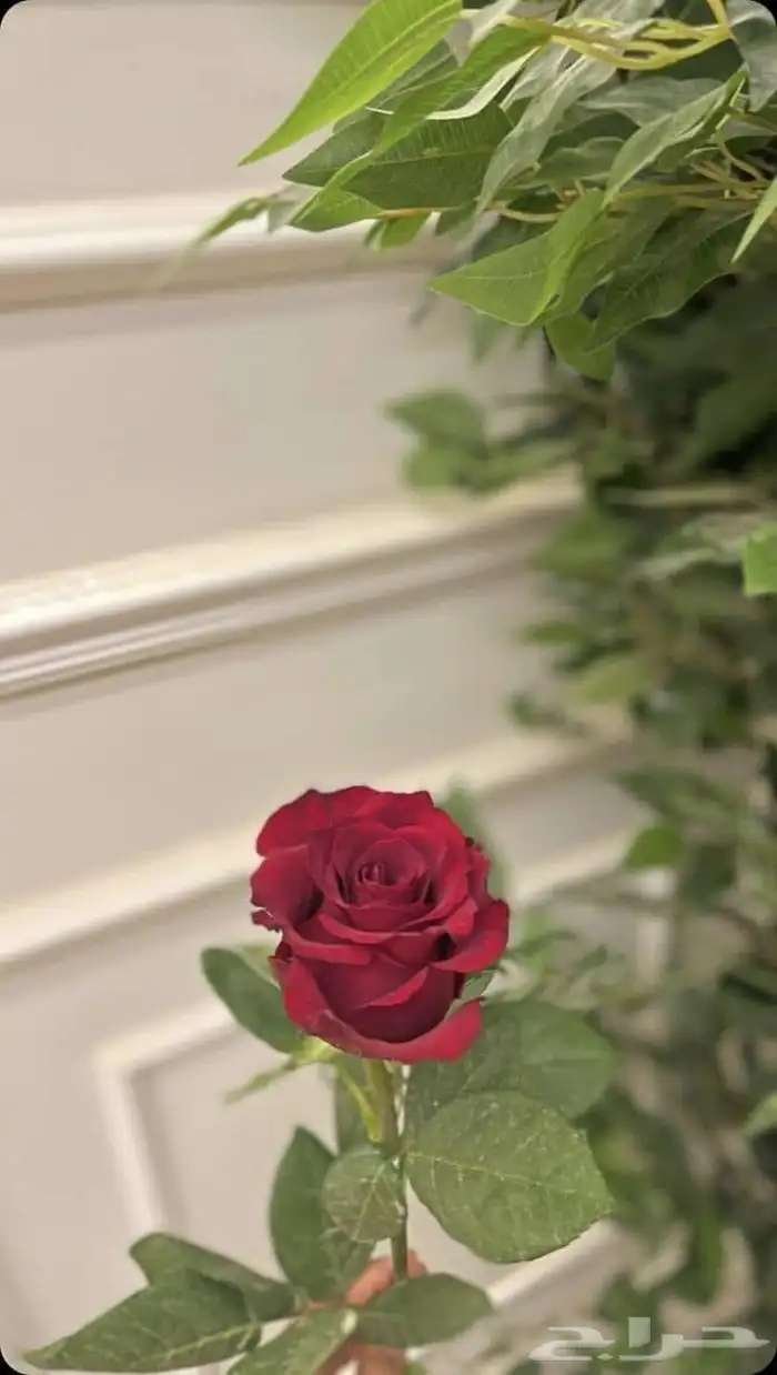 زراعه وحدائق 2