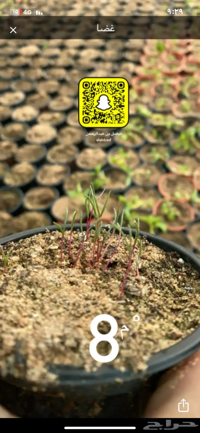 شتلات رمث للبيع 13