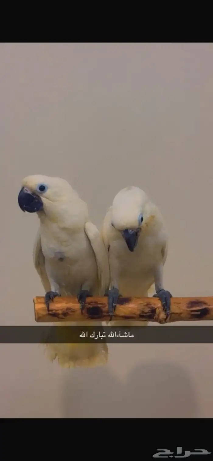 فروخ امبرلا اعمار 4شهور تنغر وتكسر أكل 3