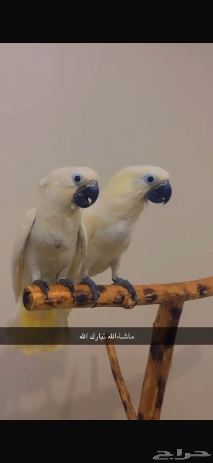 فروخ امبرلا اعمار 4شهور تنغر وتكسر أكل 0