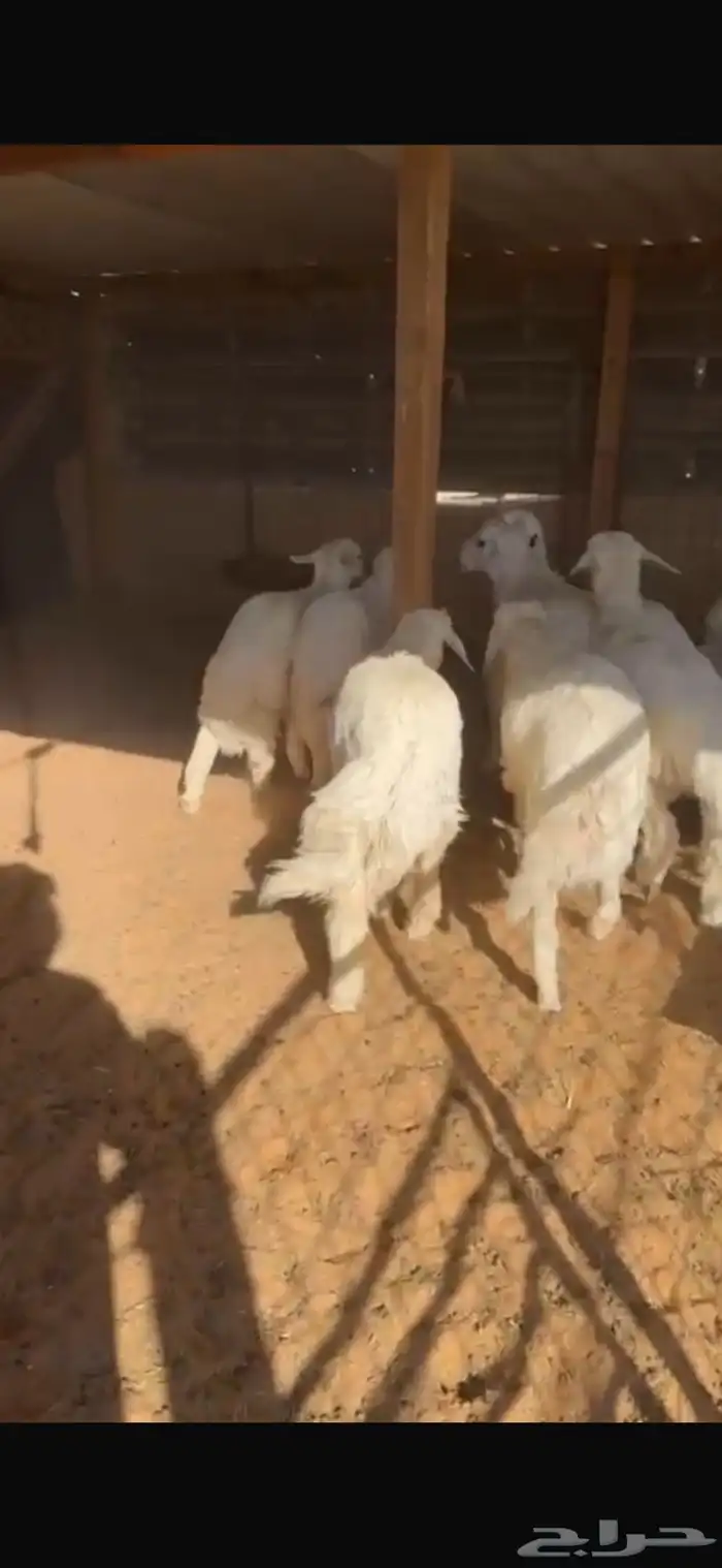 ابو فيصل للذبايح 7