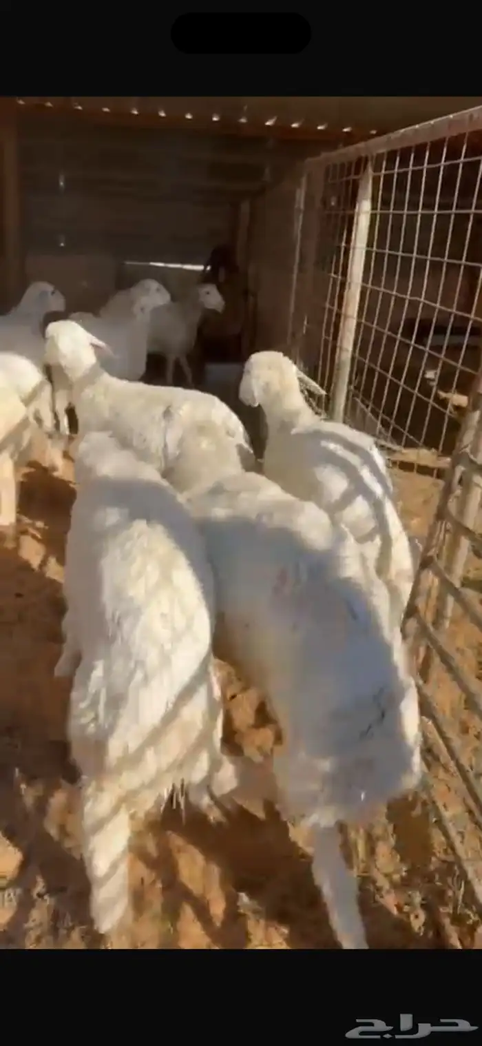 ابو فيصل للذبايح 6