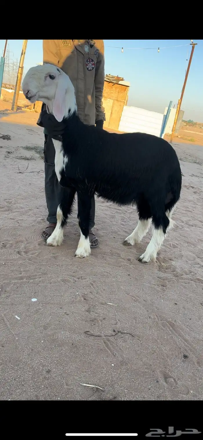 خروف نجدي فآخر مشروع فحل 0