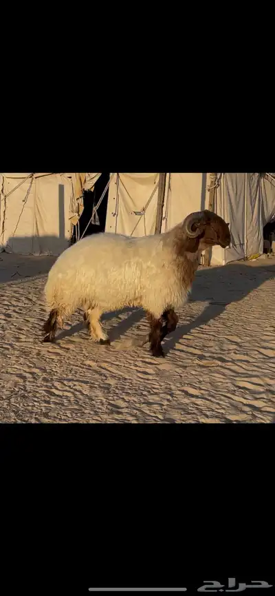 جذع نعيم صنف 1