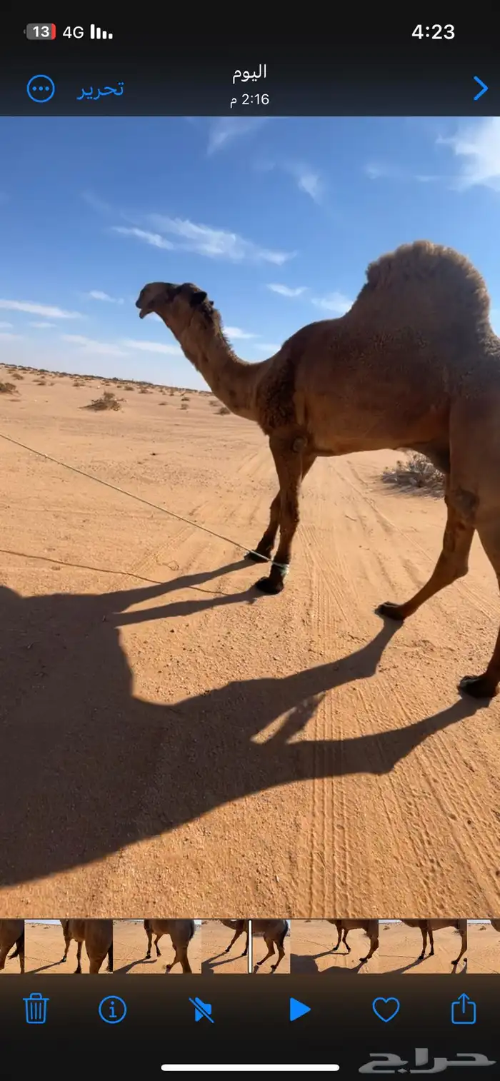 فحل دبياني ولد العبيده القعود طالع من ابل الدبيان 0