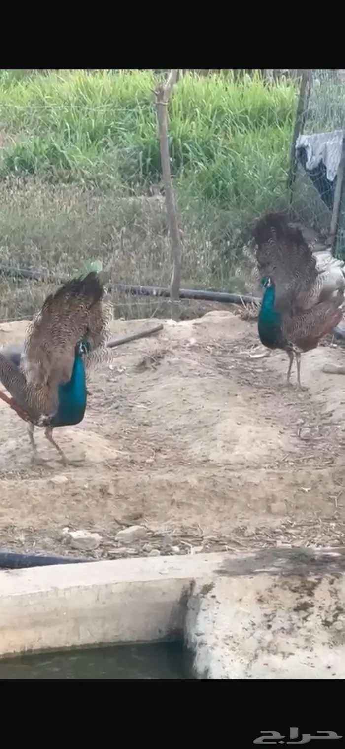 طاووس للبيع 3