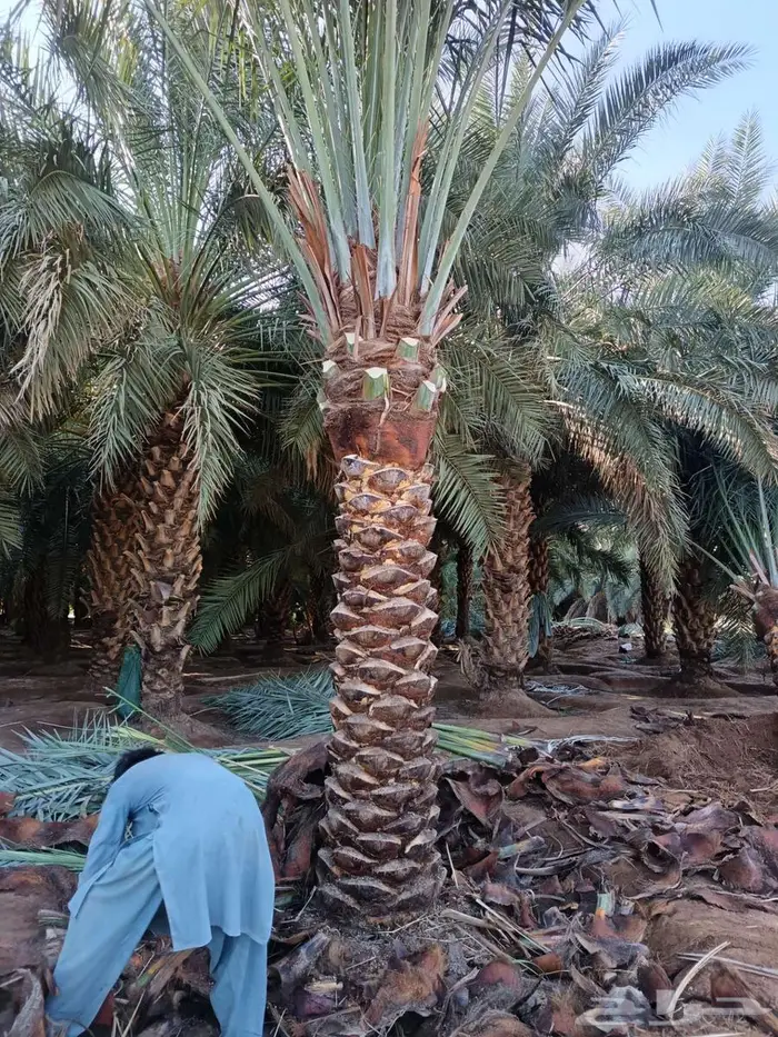 نخل للبيع كبير نخيل مثمر زينه نخل المدينه 0