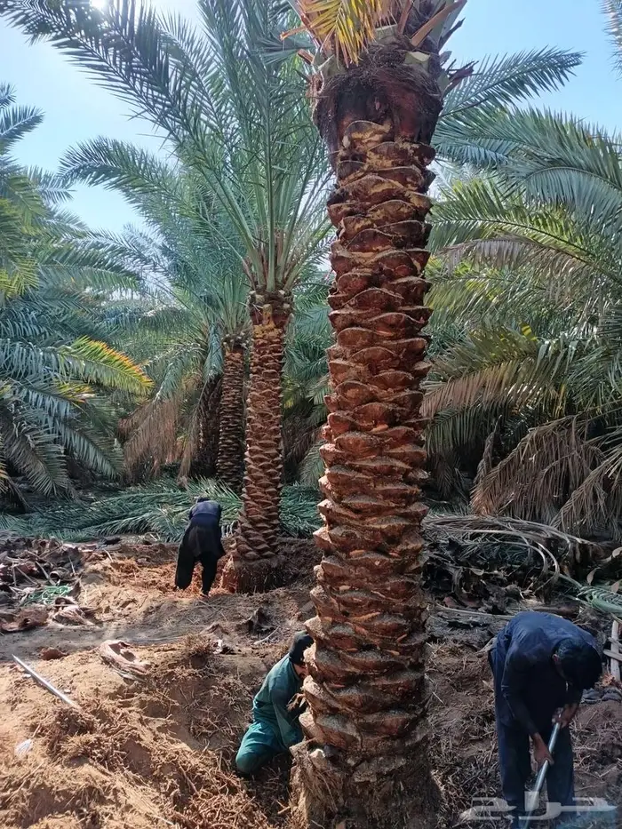 نخل للبيع كبير نخيل مثمر زينه نخل المدينه 1