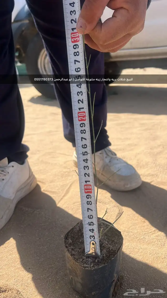 شتلات رمث للبيع 16