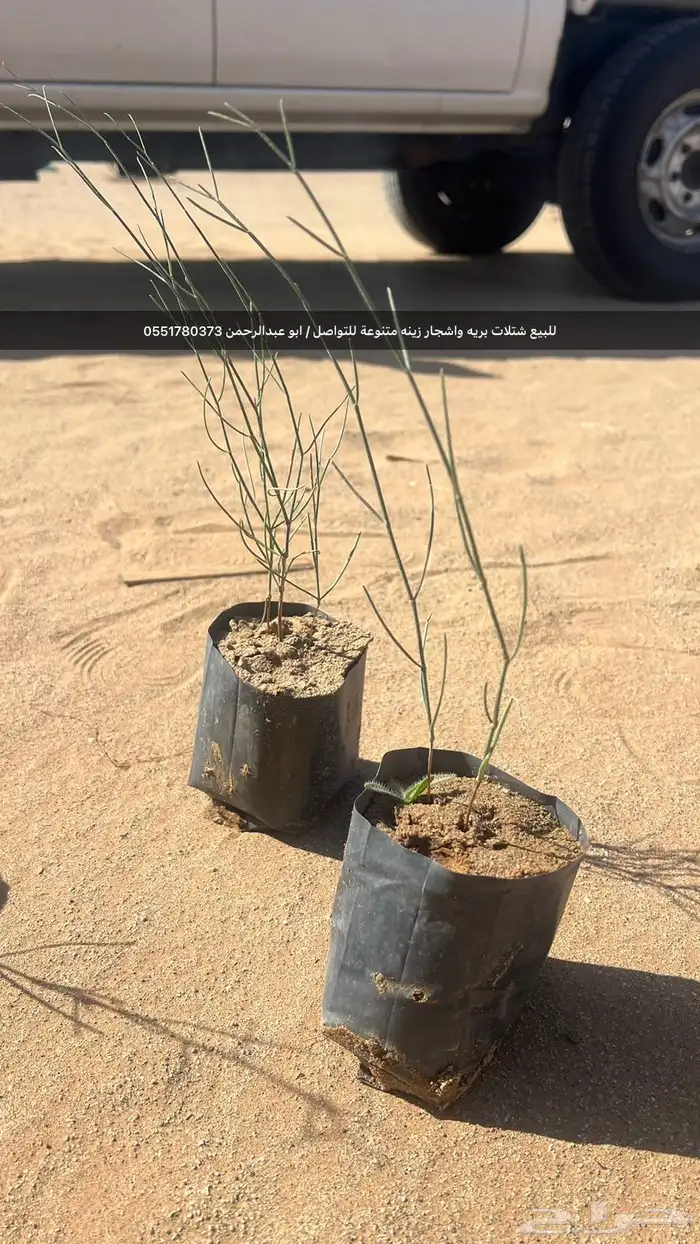 شتلات رمث للبيع 17