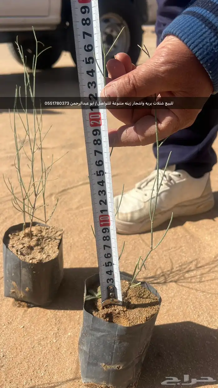 شتلات رمث للبيع 15