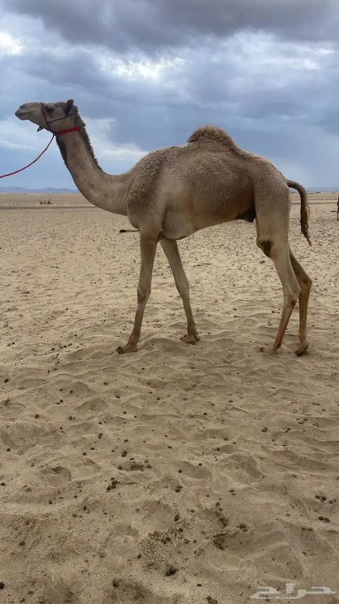 ركبي كايف جرم وسن ولون ومشررروط 0