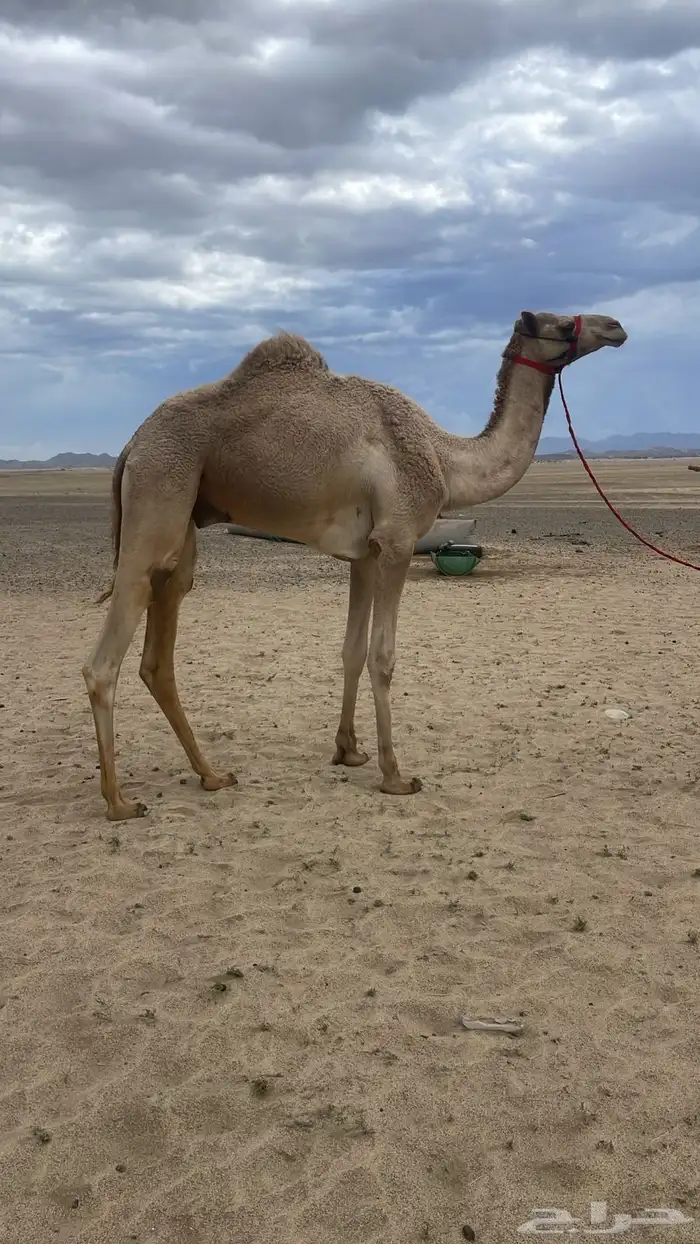 ركبي كايف جرم وسن ولون ومشررروط 1