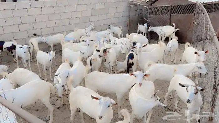 تم البيع تم البيع 1