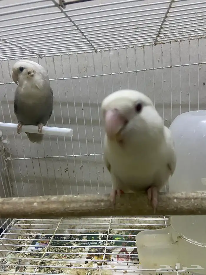للبيع ببغاء زوج روز منتجة على الشرط 0