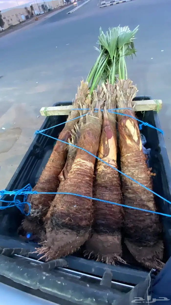 واشنطني زينه 7