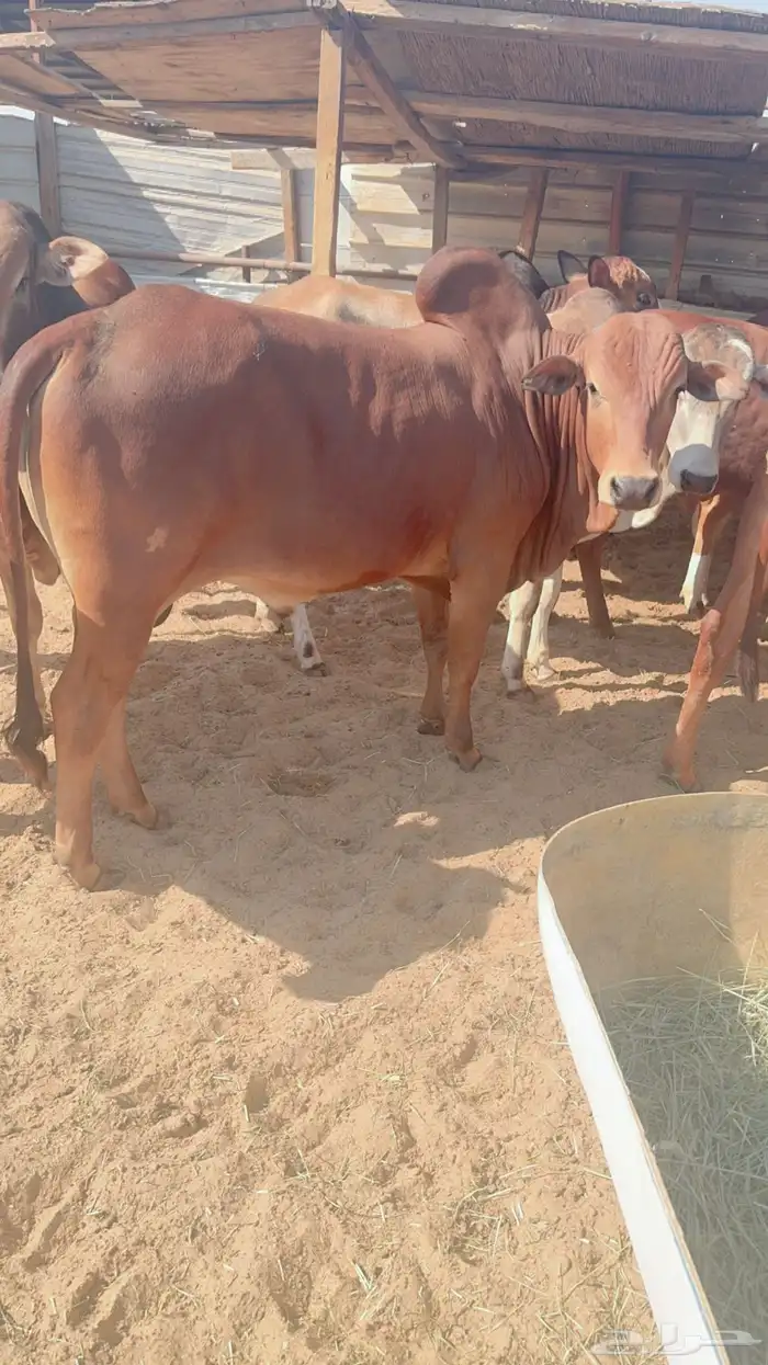 عجول وحسلان 5