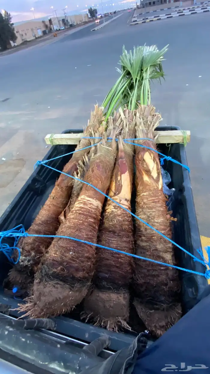 واشنطني زينه 11