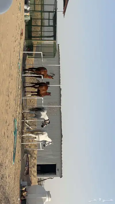 تدريب ركوب خيل للمبتدئين 3