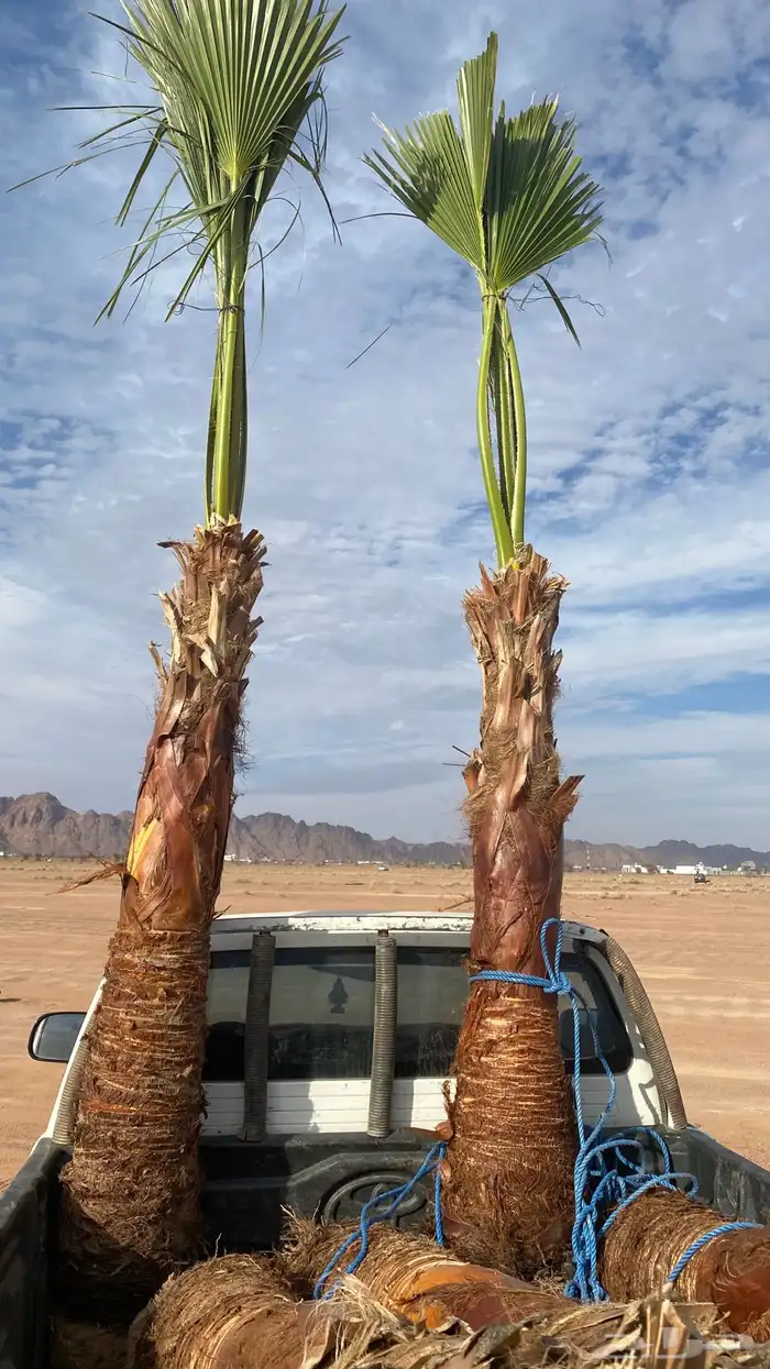 واشنطني زينه 0