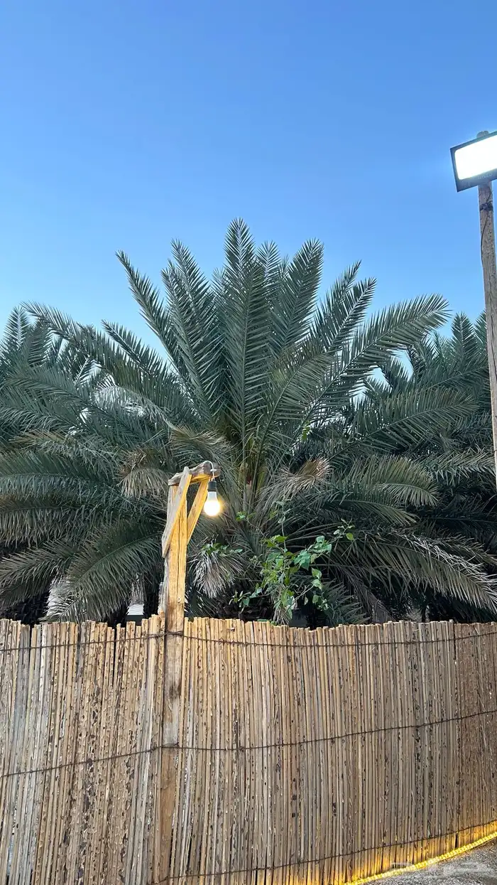 عسيب وخزاز جريد نخل 8