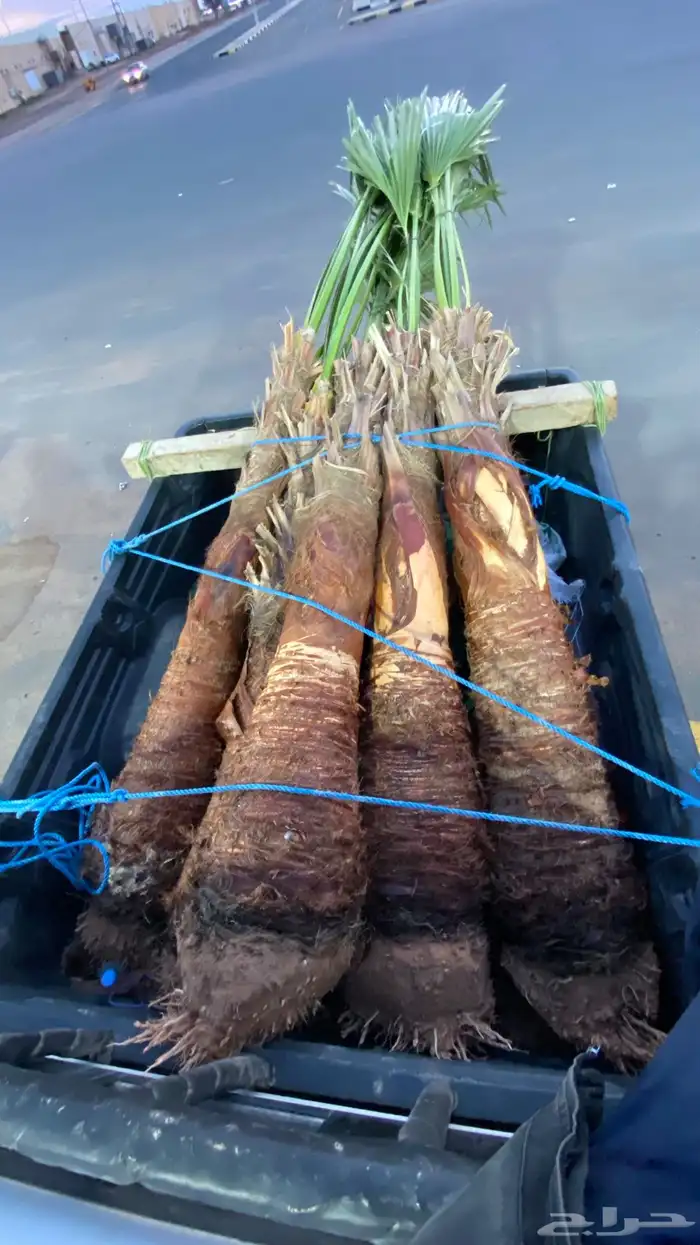 واشنطني زينه 4