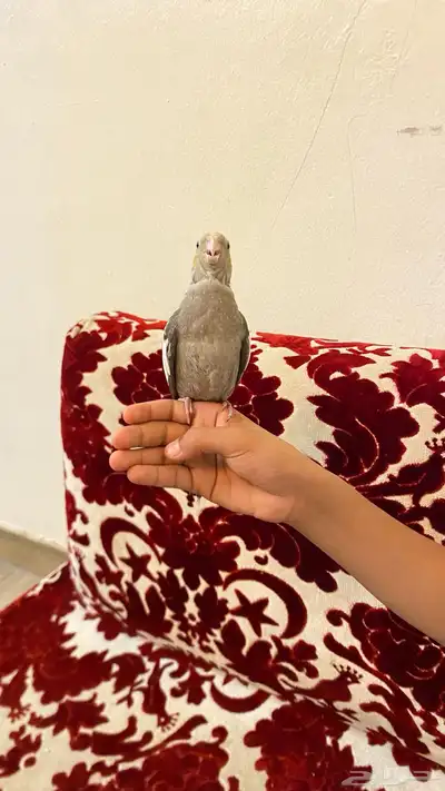 كروان 2