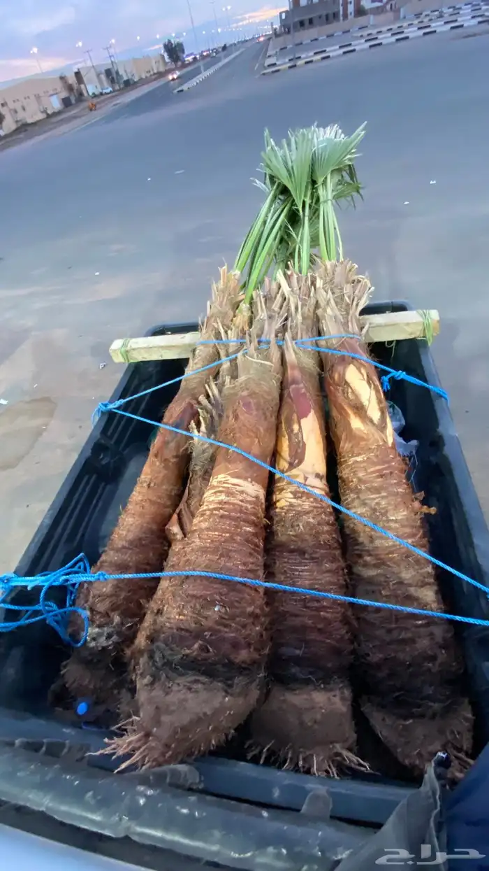 واشنطني زينه 5