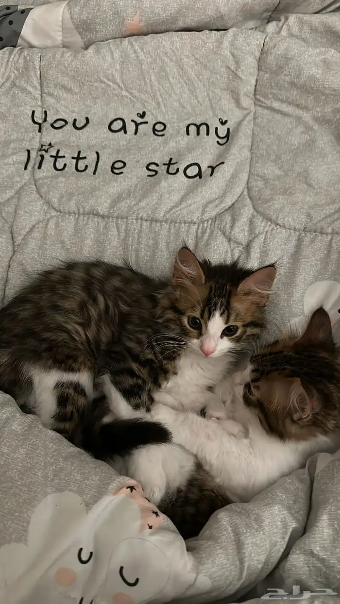 قطط للتبني 0