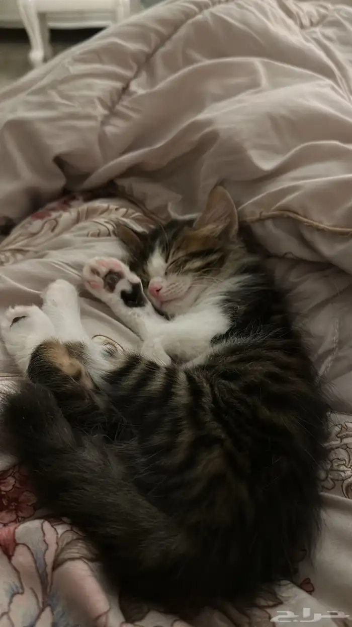 قطط للتبني 1