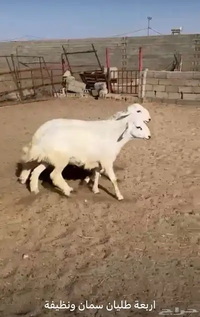 4 طليان مناسبات 0