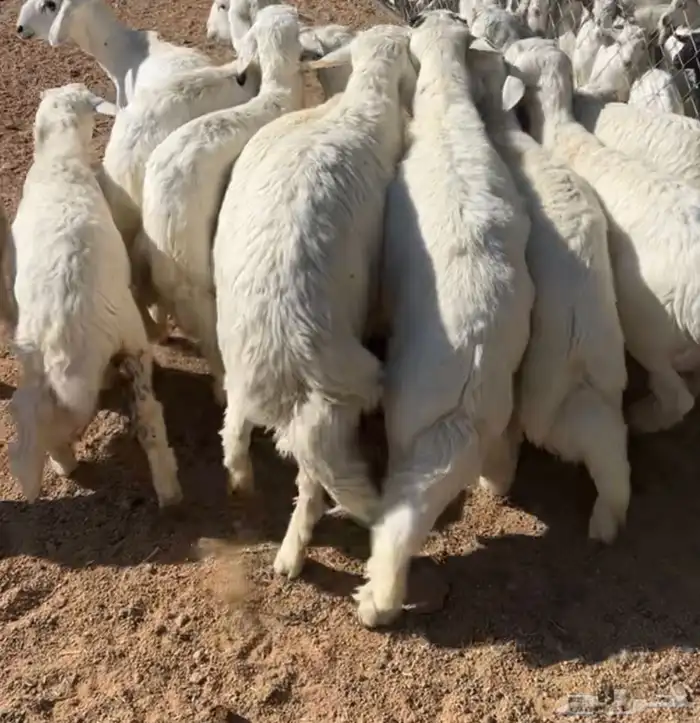 خرفان جبره 2
