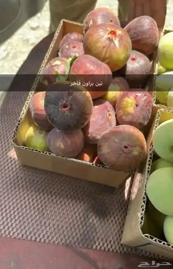شتلات رمان بيده الفاخر عرض خاص 4