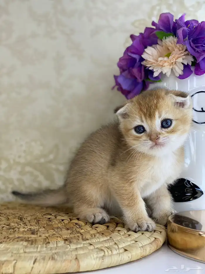 كيتنز سكوتش فولد قولد وسلفر بيرشن قطط صغيره قطوه cat برتش 17