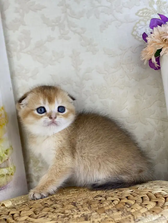 كيتنز سكوتش فولد قولد وسلفر بيرشن قطط صغيره قطوه cat برتش 8