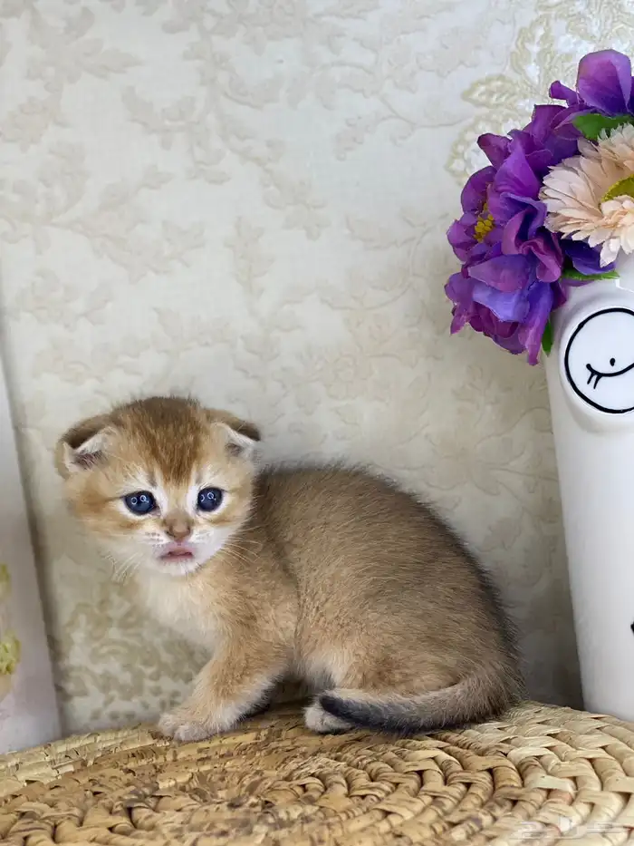 كيتنز سكوتش فولد قولد وسلفر بيرشن قطط صغيره قطوه cat برتش 18