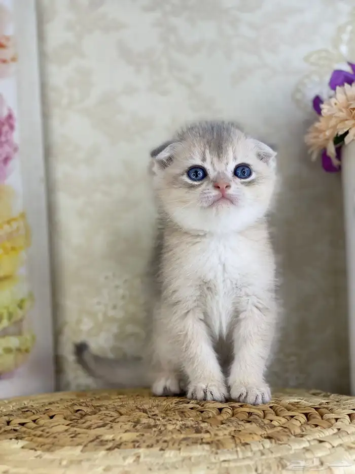 كيتنز سكوتش فولد قولد وسلفر بيرشن قطط صغيره قطوه cat برتش 5
