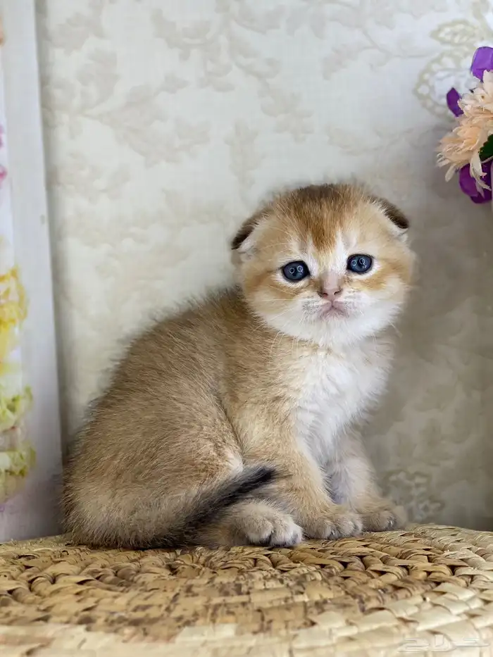 كيتنز سكوتش فولد قولد وسلفر بيرشن قطط صغيره قطوه cat برتش 10
