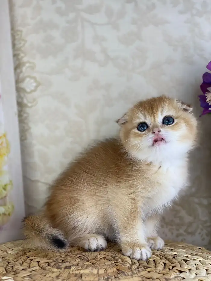 كيتنز سكوتش فولد قولد وسلفر بيرشن قطط صغيره قطوه cat برتش 22