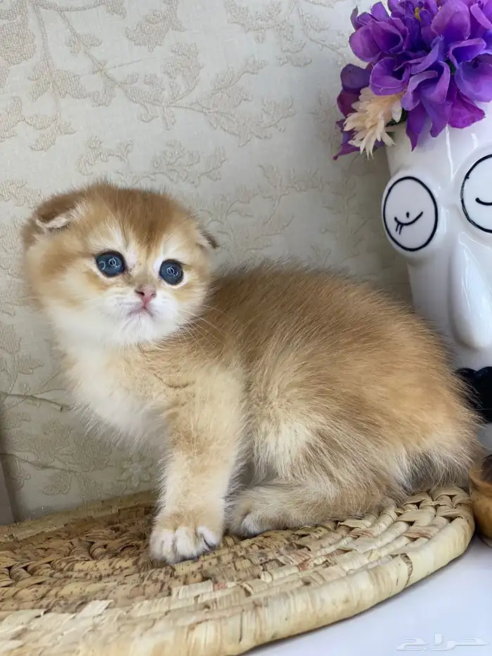 كيتنز سكوتش فولد قولد وسلفر بيرشن قطط صغيره قطوه cat برتش 23