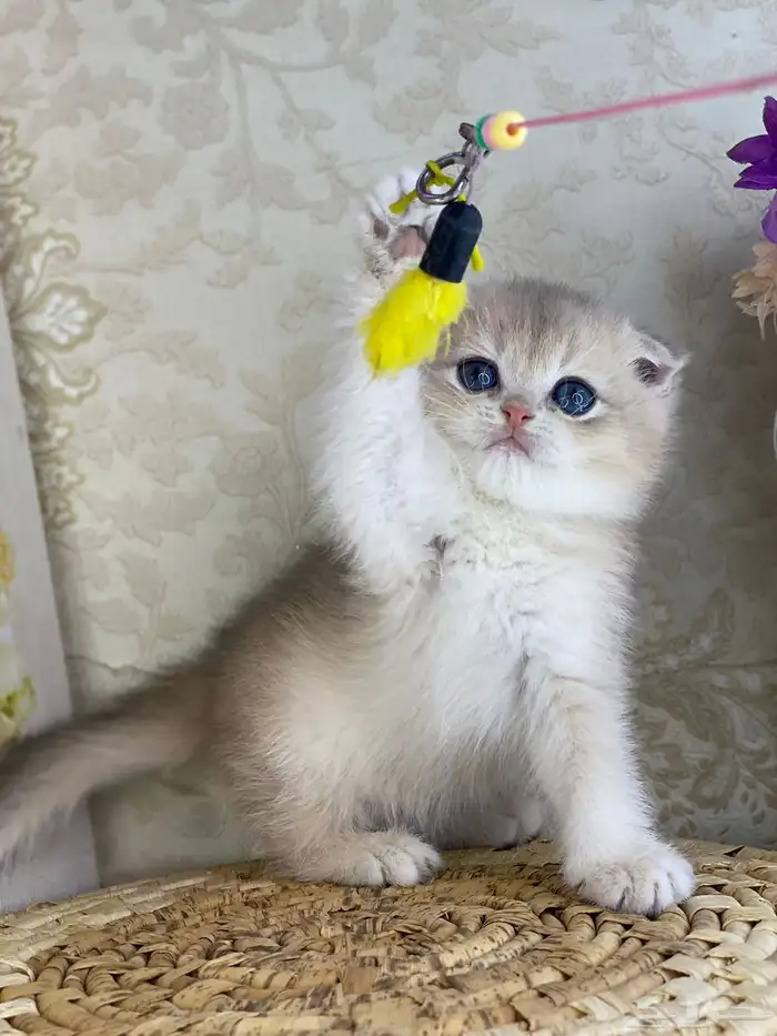 كيتنز سكوتش فولد قولد وسلفر بيرشن قطط صغيره قطوه cat برتش 24