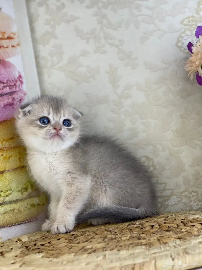 كيتنز سكوتش فولد قولد وسلفر بيرشن قطط صغيره قطوه cat برتش 6
