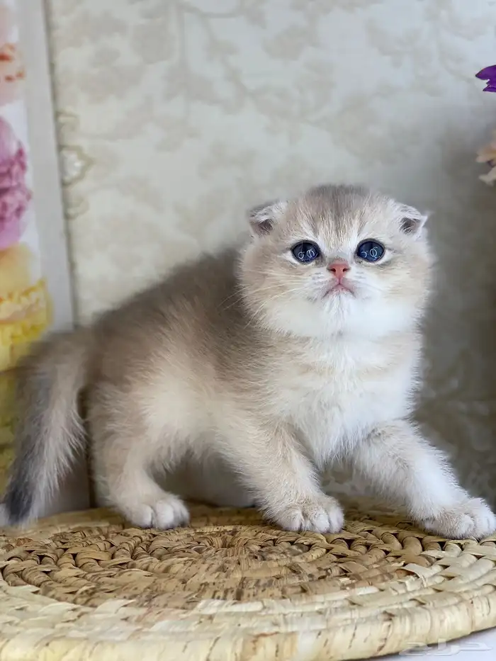 كيتنز سكوتش فولد قولد وسلفر بيرشن قطط صغيره قطوه cat برتش 26
