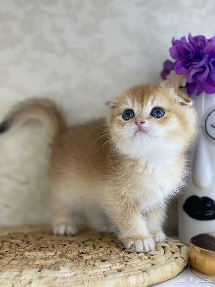كيتنز سكوتش فولد قولد وسلفر بيرشن قطط صغيره قطوه cat برتش 21