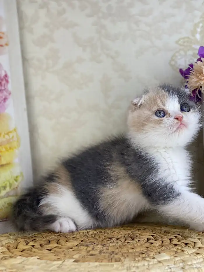 كيتنز سكوتش فولد قولد وسلفر بيرشن قطط صغيره قطوه cat برتش 15