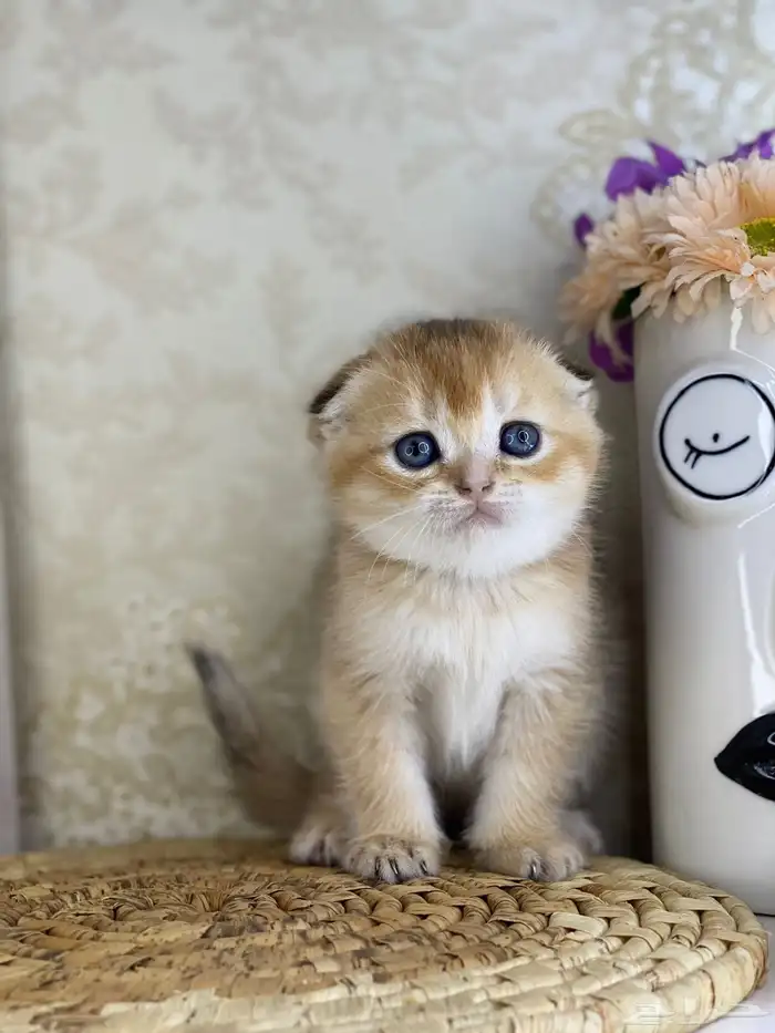 كيتنز سكوتش فولد قولد وسلفر بيرشن قطط صغيره قطوه cat برتش 11