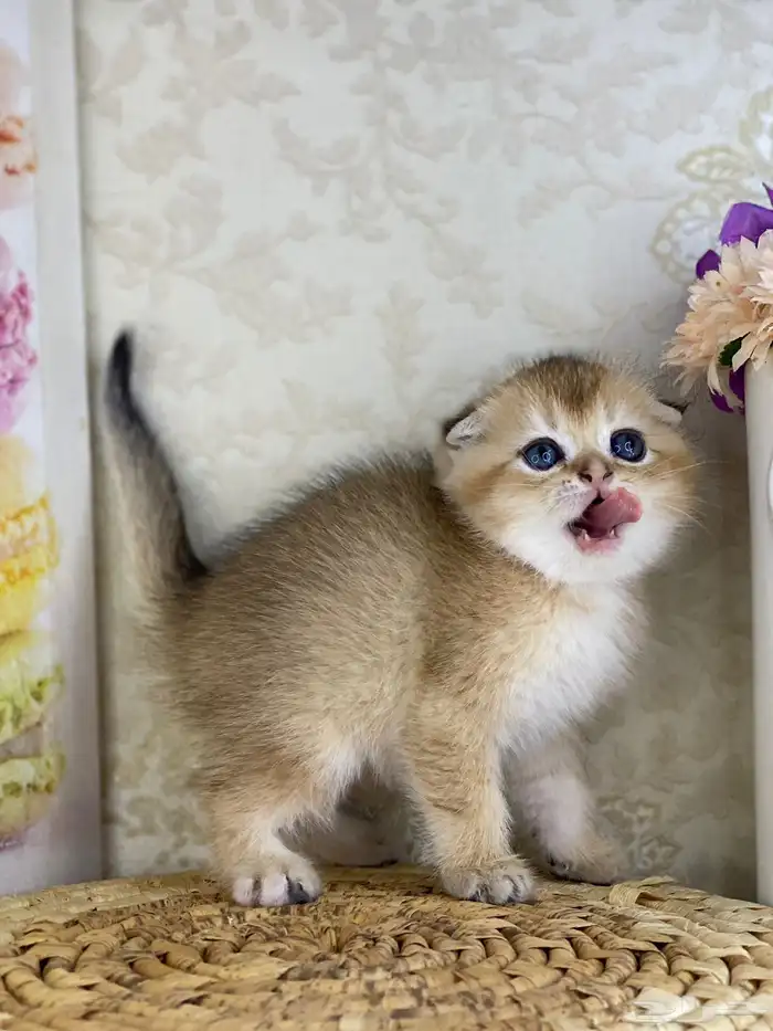 كيتنز سكوتش فولد قولد وسلفر بيرشن قطط صغيره قطوه cat برتش 1
