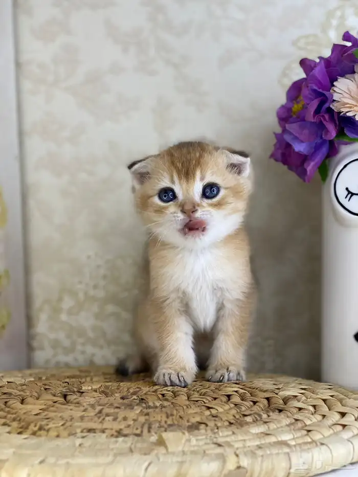 كيتنز سكوتش فولد قولد وسلفر بيرشن قطط صغيره قطوه cat برتش 19