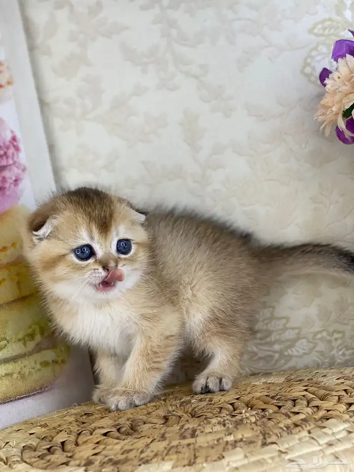 كيتنز سكوتش فولد قولد وسلفر بيرشن قطط صغيره قطوه cat برتش 2